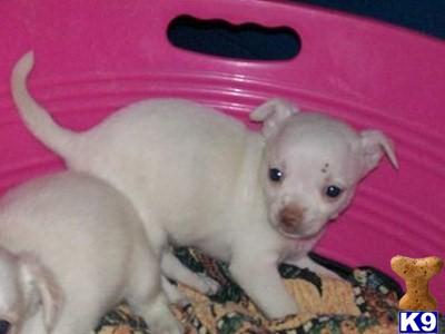 Puppies in NJ